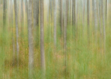 Marie Mattsson Oktoberbjörkar wallpaper Boråstapeter