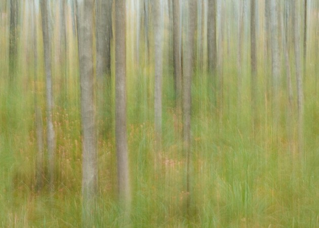 Marie Mattsson Oktoberbjörkar wallpaper Boråstapeter