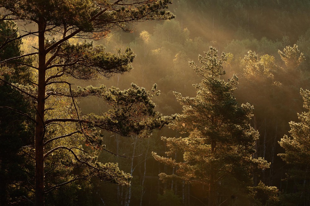 Marie Mattsson Getryggen wallpaper Boråstapeter