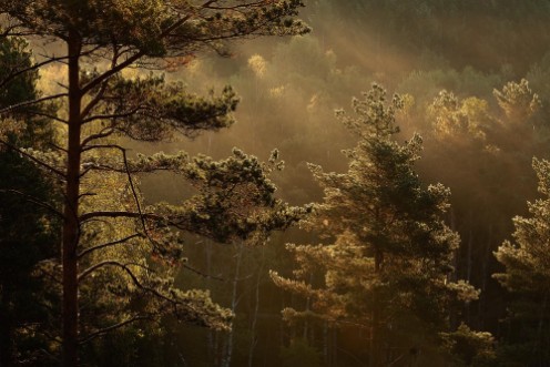 Marie Mattsson Getryggen wallpaper Boråstapeter