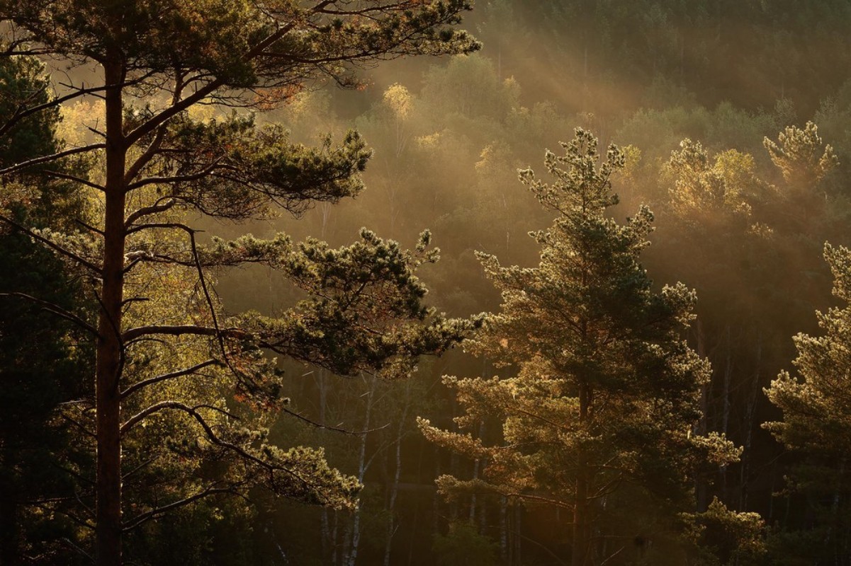 Marie Mattsson Getryggen wallpaper Boråstapeter