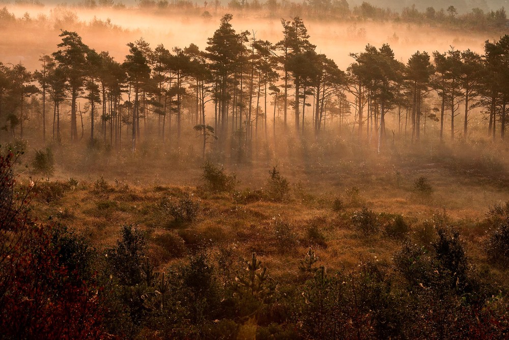 Marie Mattsson Dimslöjor wallpaper Boråstapeter