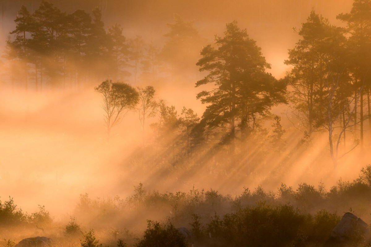 Marie Mattsson Dimsol wallpaper Boråstapeter