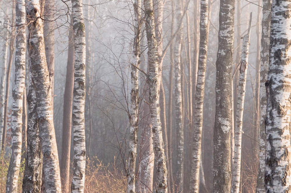 Marie Mattsson Björkdimma wallpaper Boråstapeter