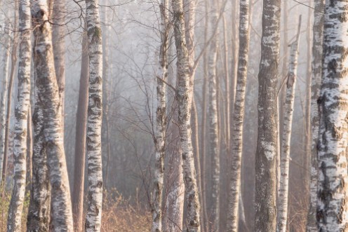 Marie Mattsson Björkdimma wallpaper Boråstapeter
