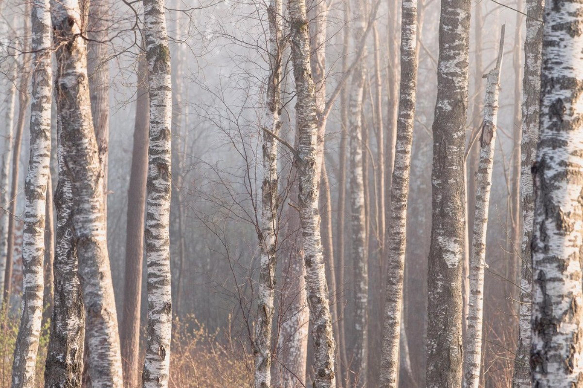 Marie Mattsson Björkdimma wallpaper Boråstapeter