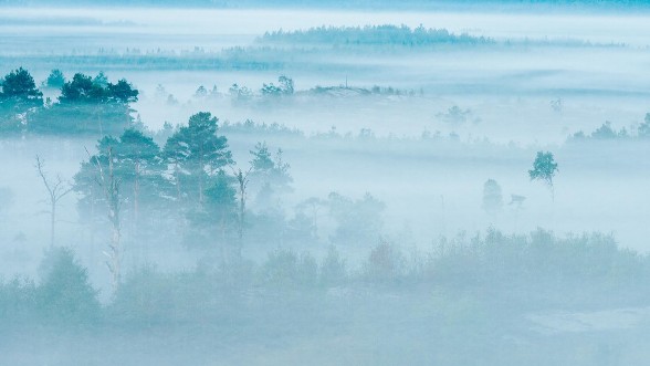 Marie Mattsson Dimhav wallpaper Boråstapeter