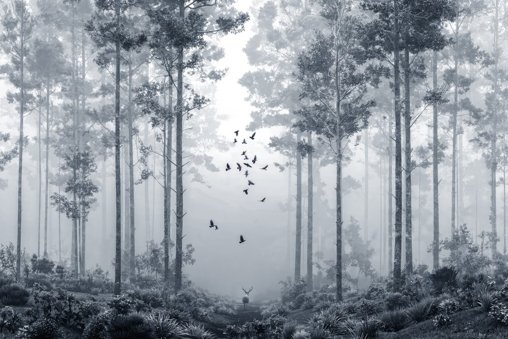 Picture of Early Morning Walk I