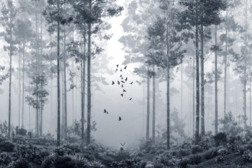 Obrazek Early Morning Walk I