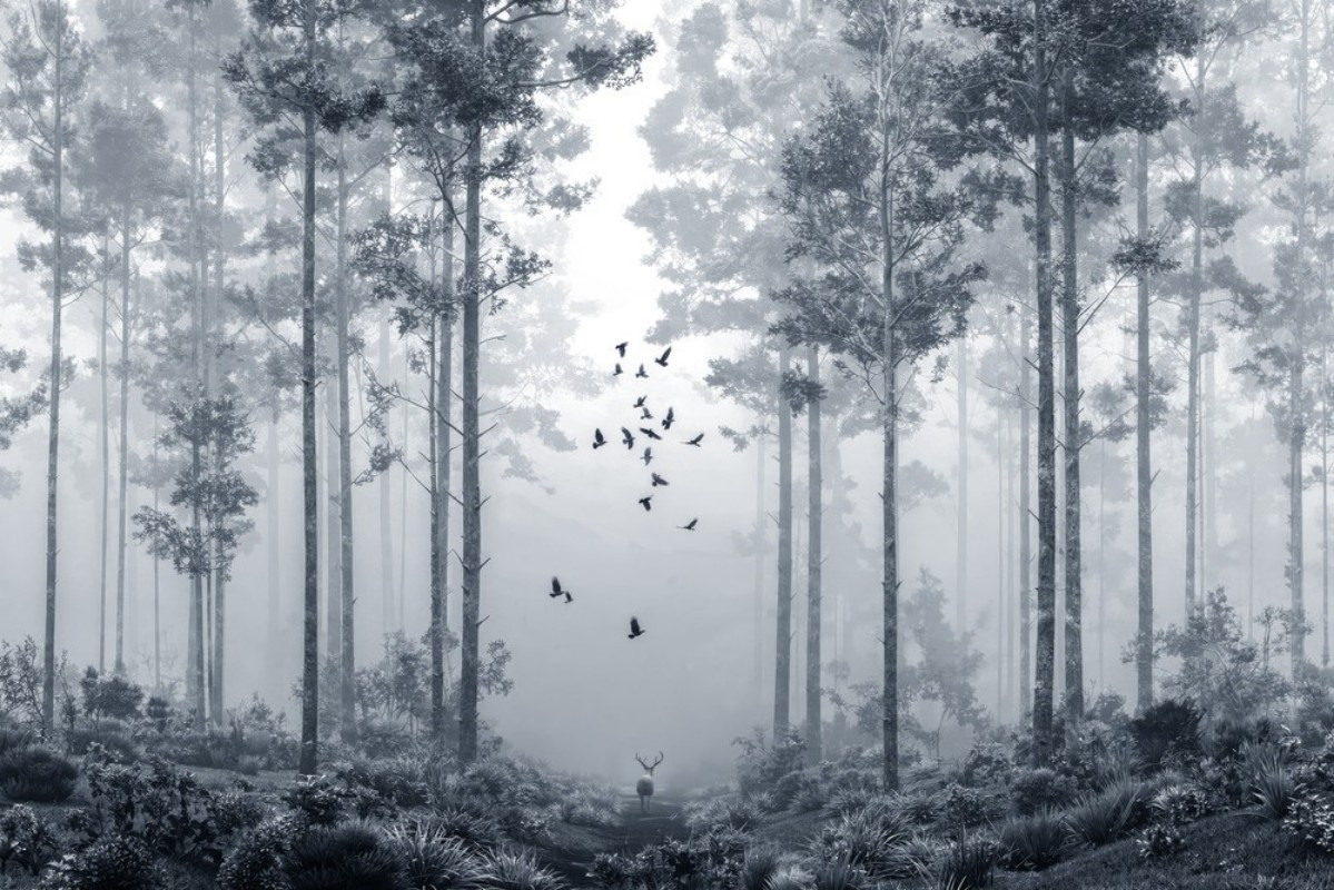 Picture of Early Morning Walk I