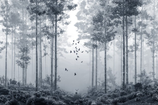 Picture of Fargesammensetning Early Morning Walk I - 09699-01