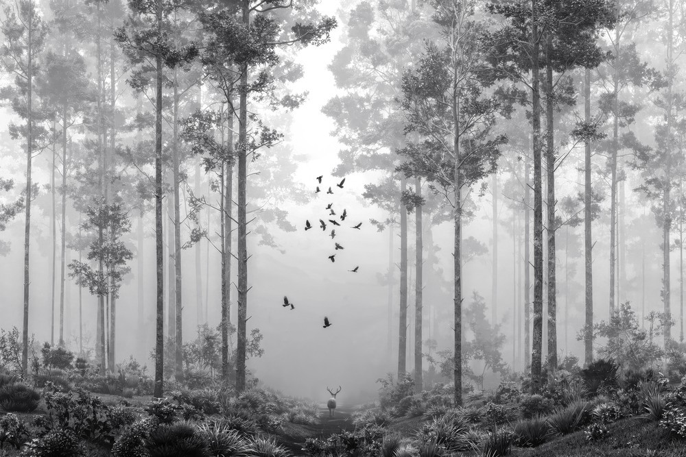 Picture of Early Morning Walk II