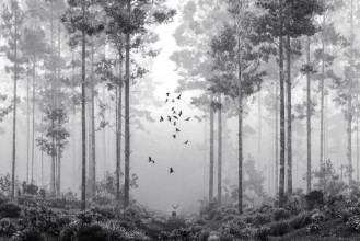 Picture of Early Morning Walk II