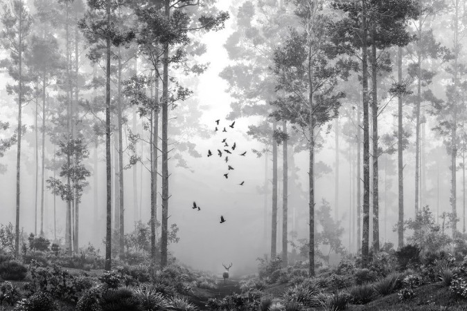 Picture of Fargesammensetning Early Morning Walk II - 09700-01