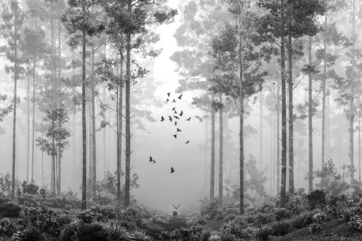 Picture of Väriyhdistelmä Early Morning Walk II - 09700-01