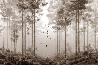 Picture of Early Morning Walk III