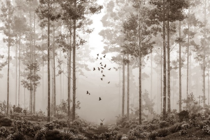 Picture of Fargesammensetning Early Morning Walk III - 09701-01