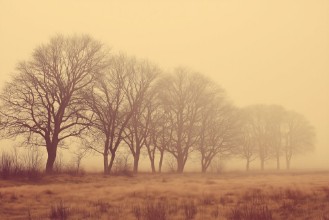 Bild på Soft Fog I