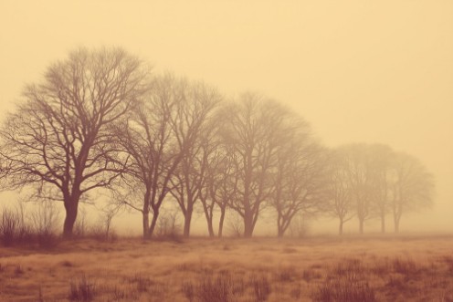Picture of Soft Fog I
