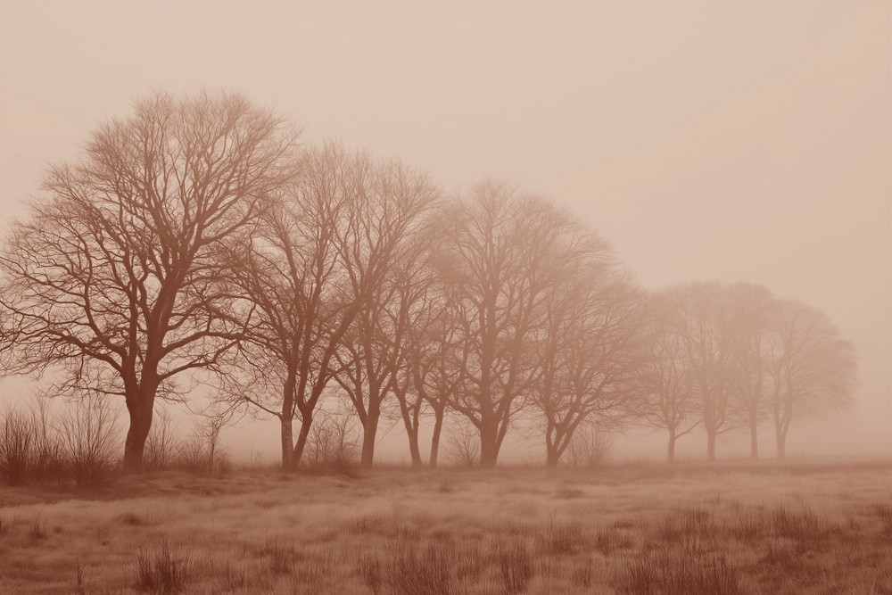 Picture of Soft Fog II