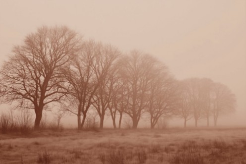 Picture of Soft Fog II