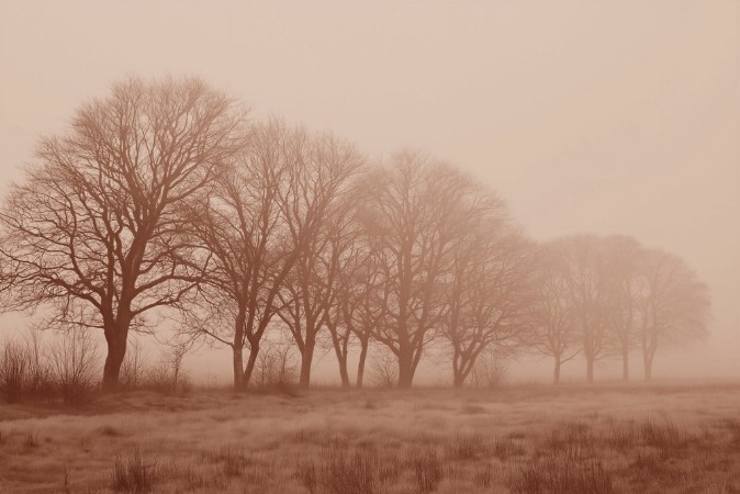 Picture of Soft Fog II